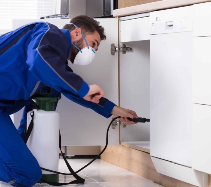 Things to Consider When Choosing a Pest Control Company