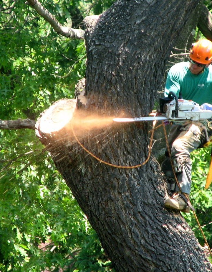 The Ultimate Guide to Tree Maintenance Company